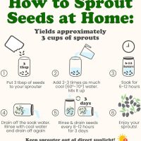 Organic Antioxidant Mix of Sprouting Seeds, 1 Pound — Non-GMO Broccoli, Alfalfa, Clover, Rich Germination Rate, Non-Irradiated, Kosher, Vegan Superfood, Bulk, Rich in Sulforaphane - Image 8
