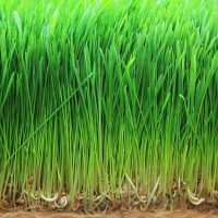 Food to Live Organic Wheatgrass Powder, 1 Pound — Non-GMO, Whole-Leaf, Raw, Non-Irradiated, Pure, Vegan Superfood, Bulk, Great for Juice, Rich in Fiber, Chlorophyll, Fatty Acids and Minerals - Image 8
